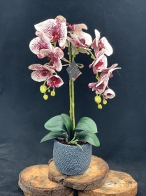 Silk Double Phalaenopsis   Harlequin