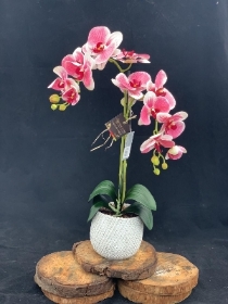 Silk Double Phalaenopsis   Pink Vein