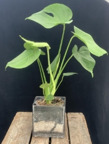 Monstera Cheese Plant