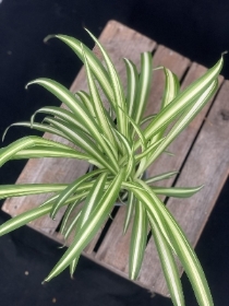 Spider plant