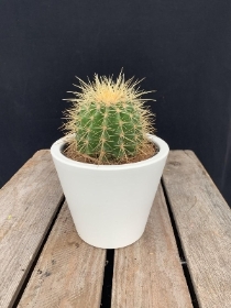 Cactus in ceramic pot