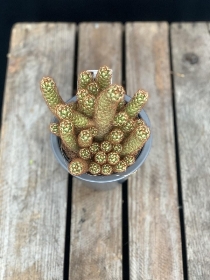 Cactus in grey ceramic pot