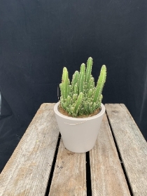 Cactus in pastel ceramic pot