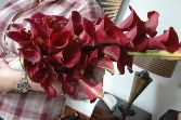 Bridal Bouquet Red Calla