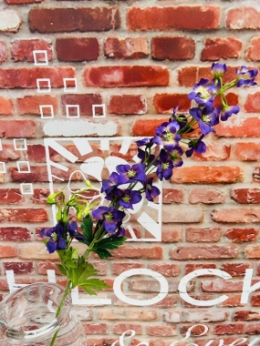 Blue Delphinium Medium