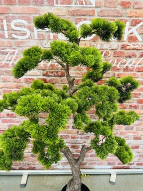 Bonsai Tree