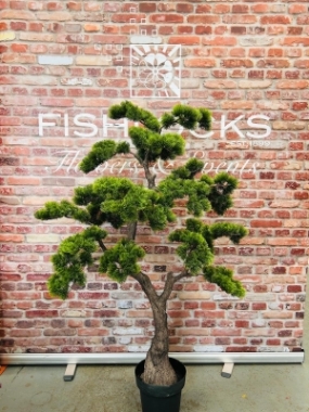 Bonsai Tree