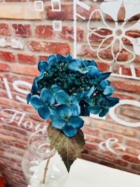 Budding Hydrangea Blue