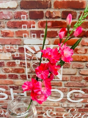 Cerise Gladiolus