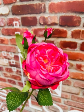 Cerise Peony