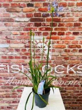 Fishlocks Agapanthus