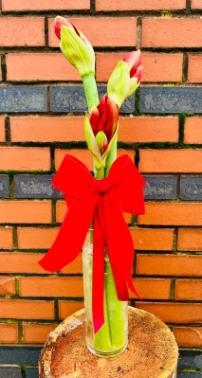 Fishlocks Amaryllis Vase