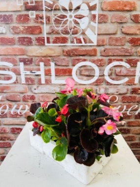 Fishlocks Begonia