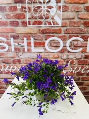 Fishlocks Blue Campanula