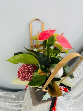 Fishlocks Christmas Athurium