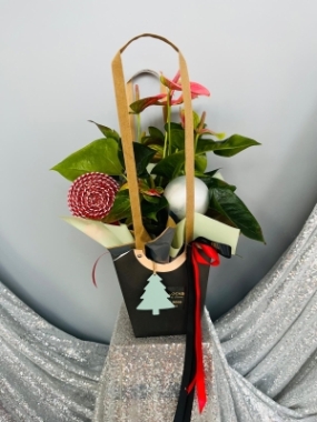 Fishlocks Christmas Athurium