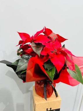 Fishlocks Christmas Poinsettia