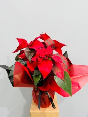 Fishlocks Christmas Poinsettia