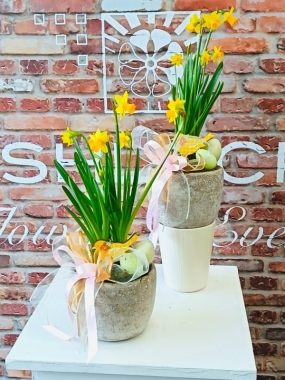 Fishlocks Easter Narcissus