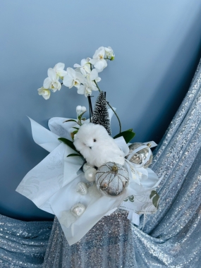 Fishlocks Frosty Phalaenopsis