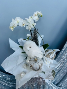 Fishlocks Frosty Phalaenopsis