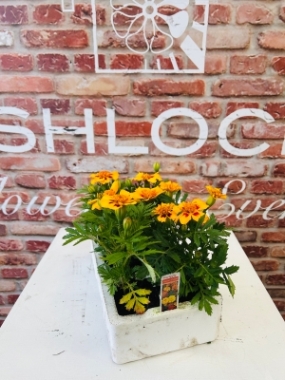 Fishlocks Marigold