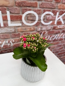 Fishlocks Potted Kalancheo