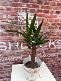 Fishlocks Potted Yucca