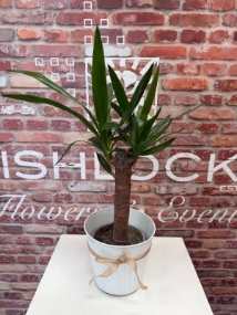 Fishlocks Potted Yucca