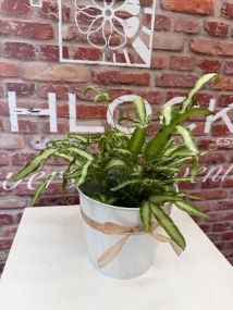 Fishlocks Silver Ribbon Fern