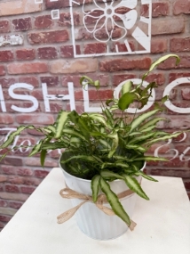 Fishlocks Silver Ribbon Fern