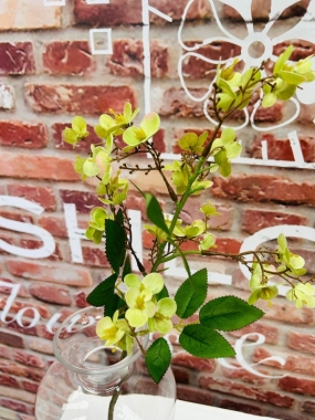 Green Budding Hydrangea
