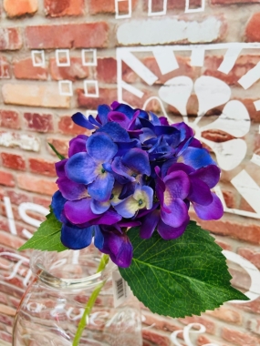Indigo Hydrangea