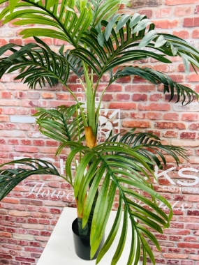 Kentia Palm 120cm
