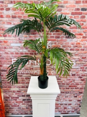 Kentia Palm 120cm
