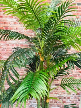 Kentia Palm 180cm