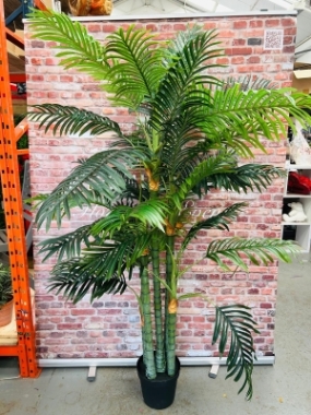 Kentia Palm 180cm