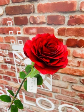 Large Red Rose