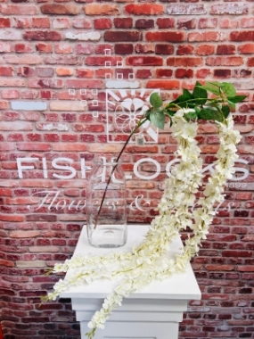 Large Trailling Wisteria White