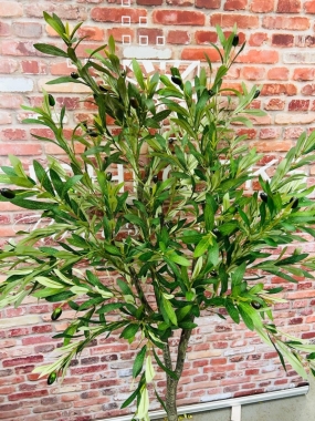 Olive Tree