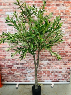 Olive Tree