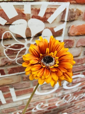 Orange Gerbera