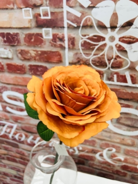 Orange Rose