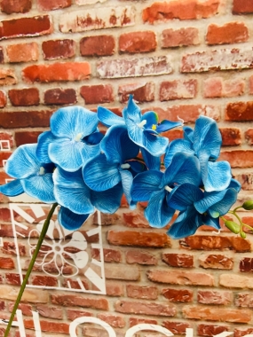 Phalaenopsis Orchid Stem Blue