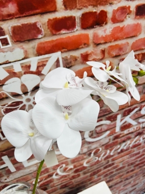 Phalaenopsis Orchid Stem White