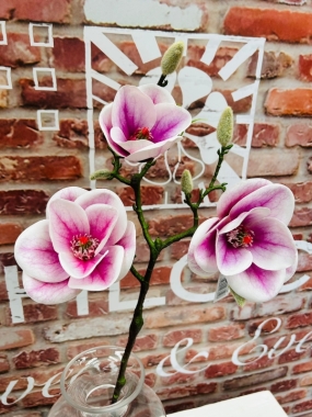 Pink Magnolia Spray