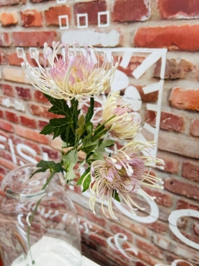 Pink Thistle
