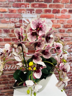 Potted Phalaenopsis Large