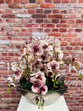 Potted Phalaenopsis Large