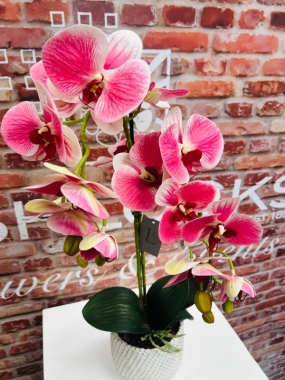 Potted Phalaenopsis Medium